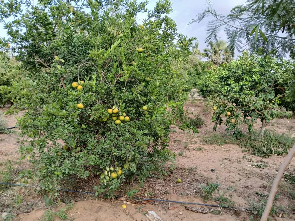 Fruits et légumes
